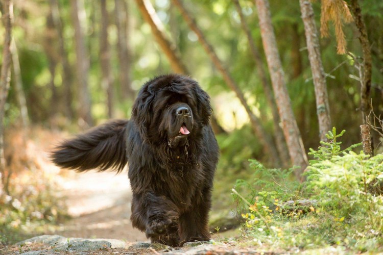 Ньюфаундленд (порода собак)
