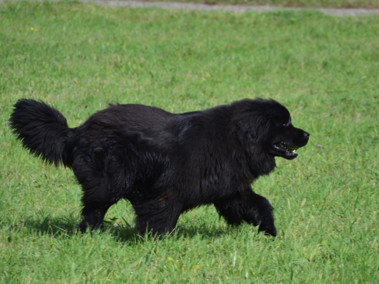 Ньюфаундленд Ландсир