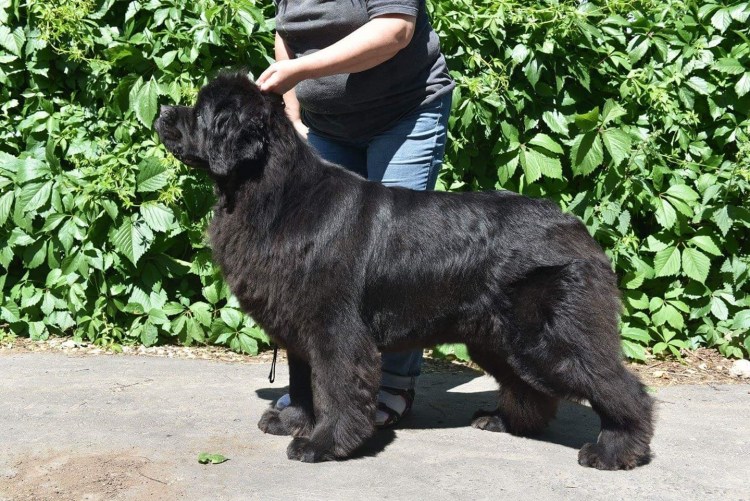 Ньюфаундленд (порода собак)