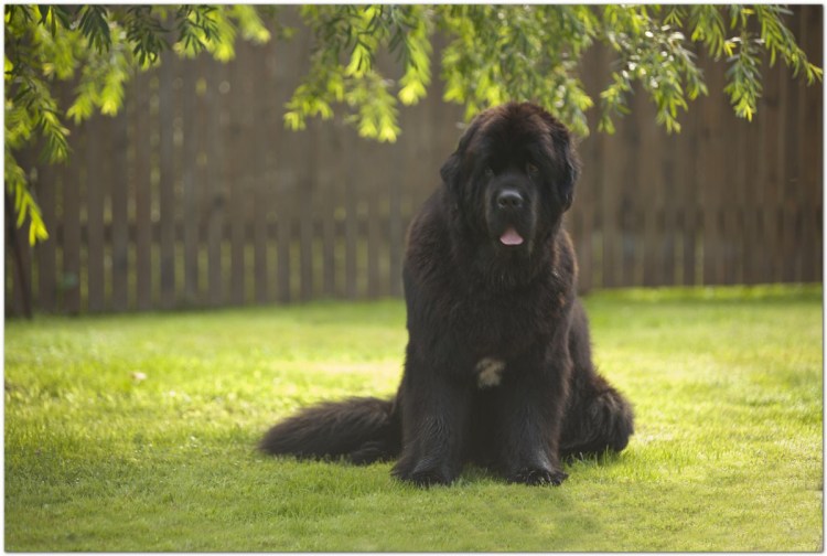 Ньюфаундленд собака