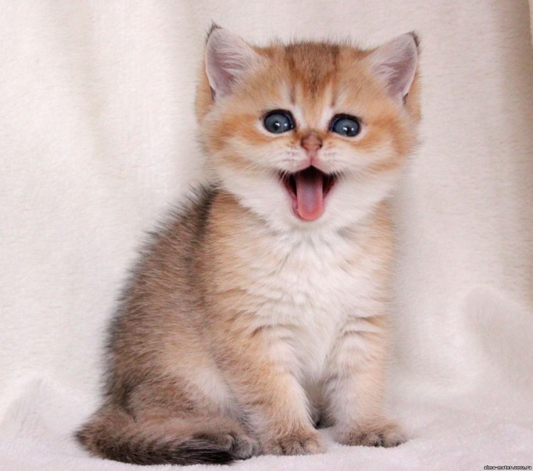 Золотая шиншилла котята