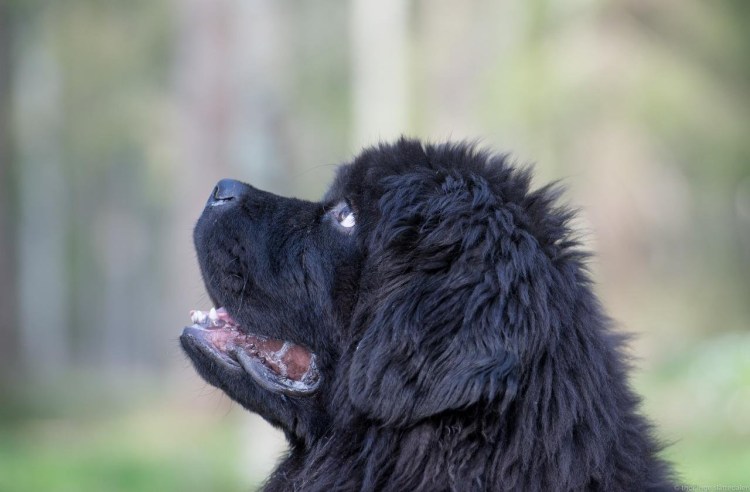 Ньюфаундленд оскал