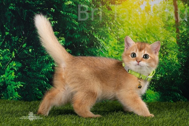 Котята золотого окраса