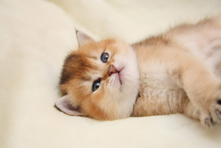 Британец Золотая шиншилла спит