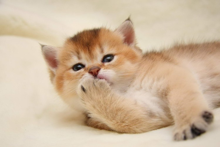 Золотая шиншилла котята