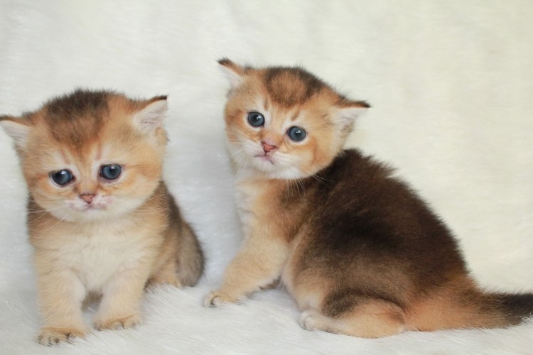 Котята окрас Золотая шиншилла