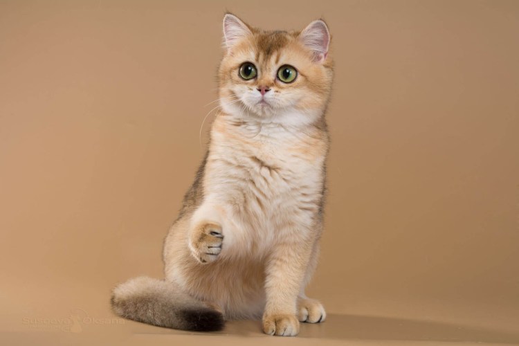 Шотландская Золотая шиншилла