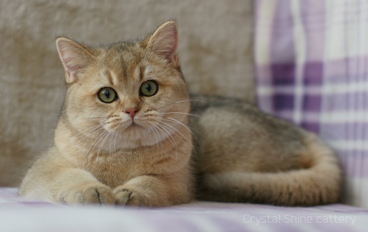 Британская кошка Золотая шиншилла