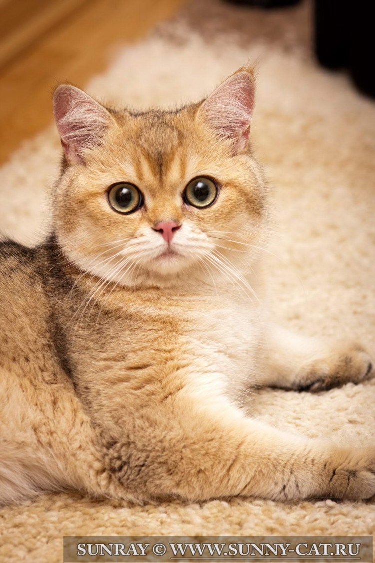 Шотландская короткошерстная Золотая шиншилла