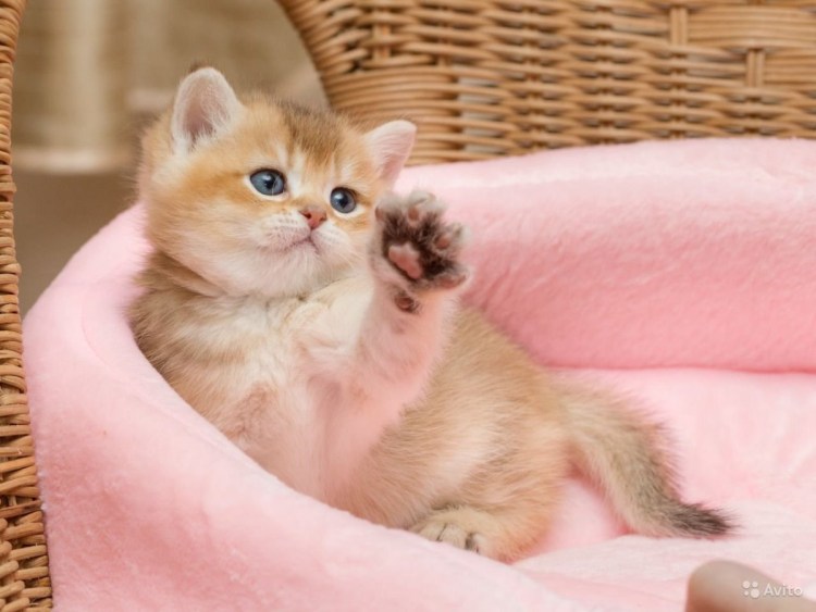 Британская шиншилла Бруно