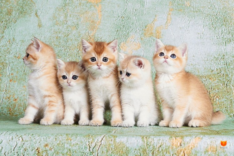 Британская Золотая шиншилла