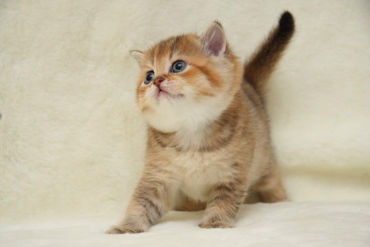 Золотая шиншилла кот Симба