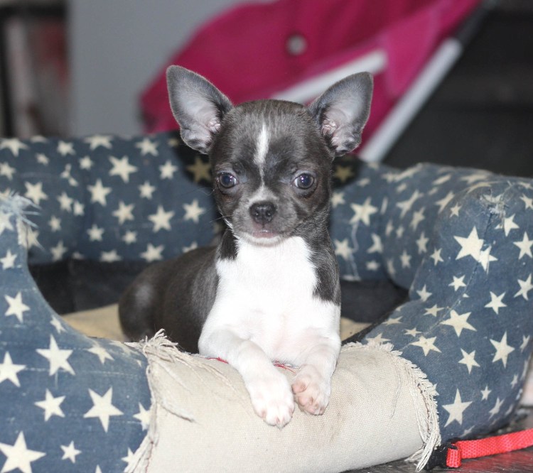 Чихуахуа голубой гладкошерстный