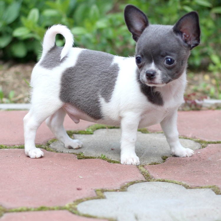 Пепельный чихуахуа