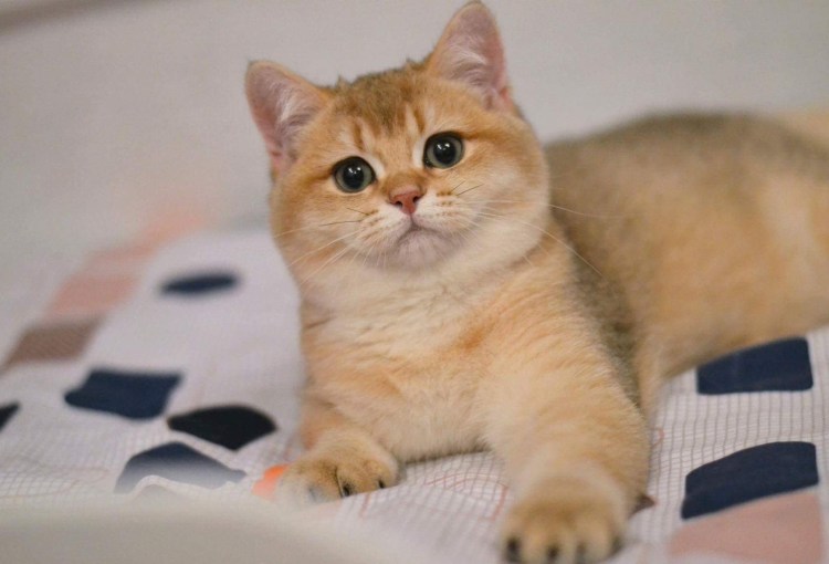 Золотая шиншилла табби кошка