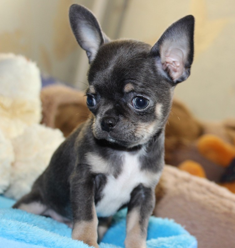 Голубо подпалый чихуахуа