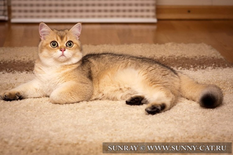 Британская Золотая шиншилла NY 25