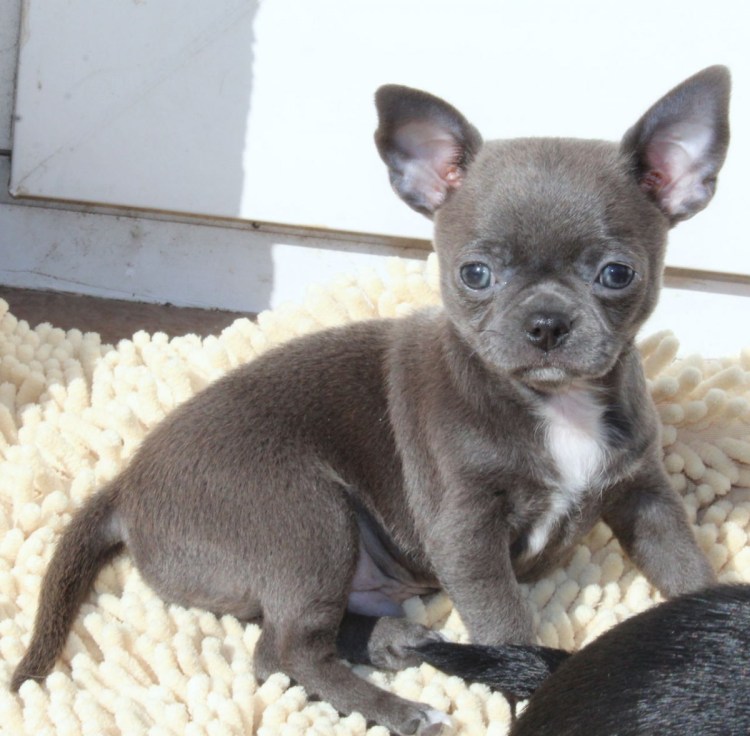Чихуахуа кобби голубой