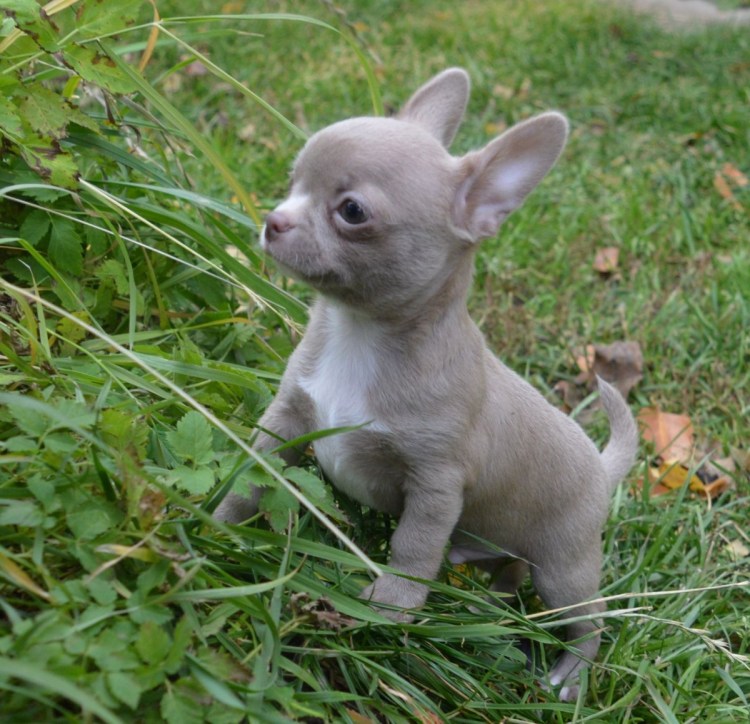 Чихуахуа Королева