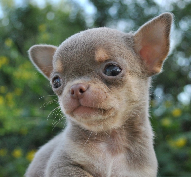 Голубо подпалый чихуахуа