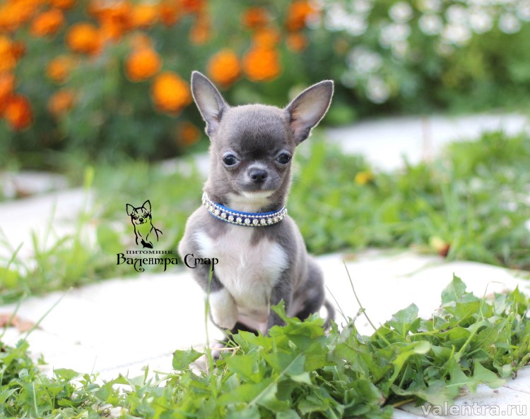 Голубой чихуахуа на природе