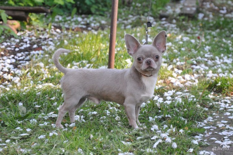 Синий чихуахуа