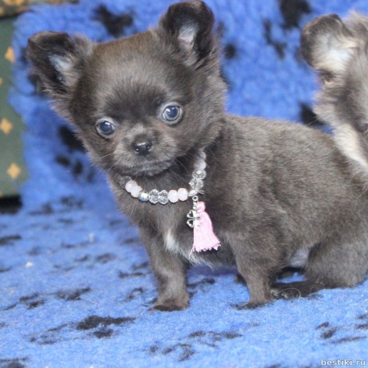 Чихуахуа длинношерстный голубой