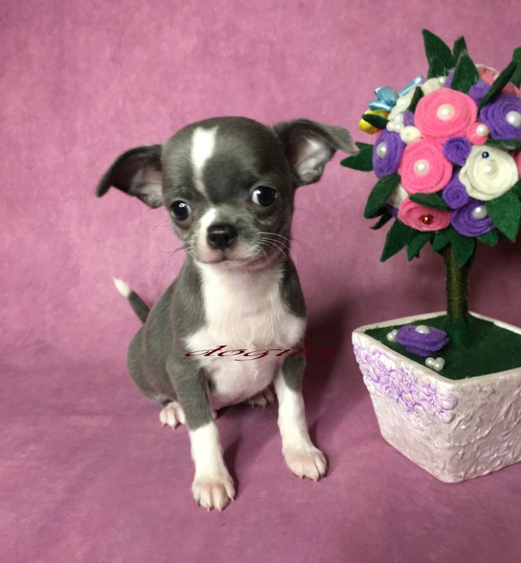 Чихуахуа разноцветные