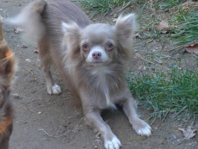 Лиловый чихуахуа длинношерстный