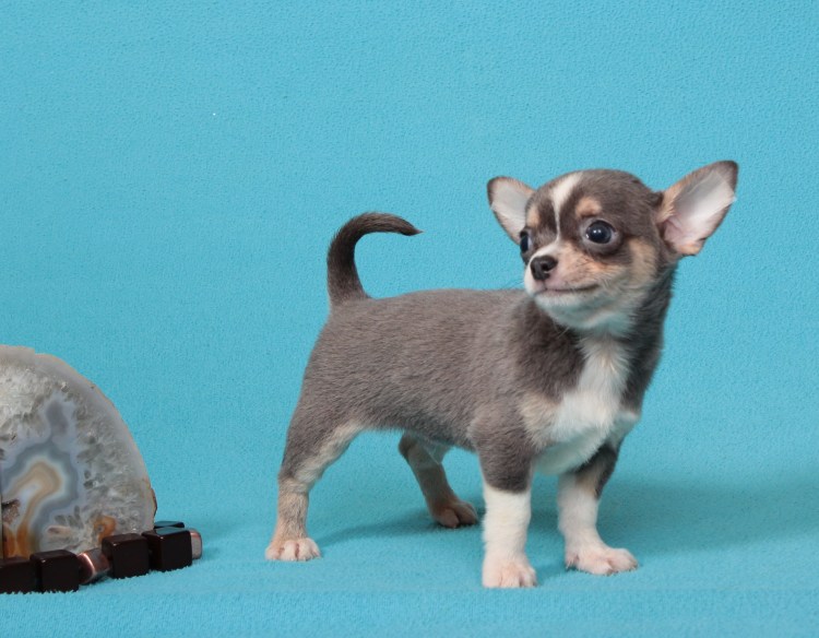 Тигровый чихуахуа