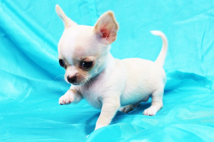 Карликовый чихуахуа