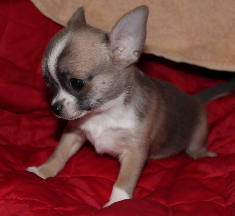 Чихуахуа гладкошерстный соболиный