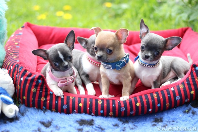 Чихуахуа кобби голубой