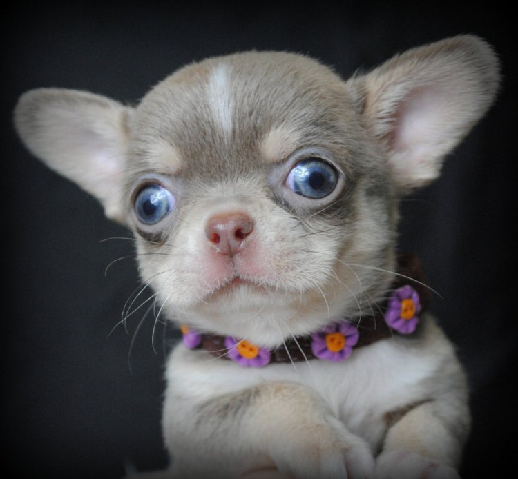 Чихуахуа кобби лиловый