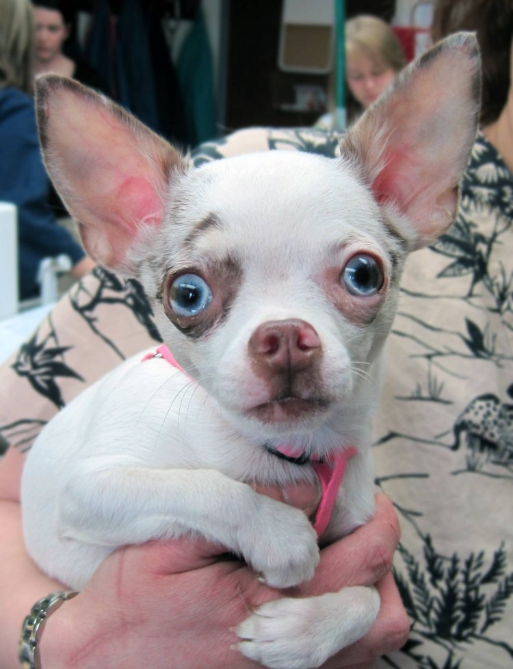 Лиловый Мерль чихуахуа