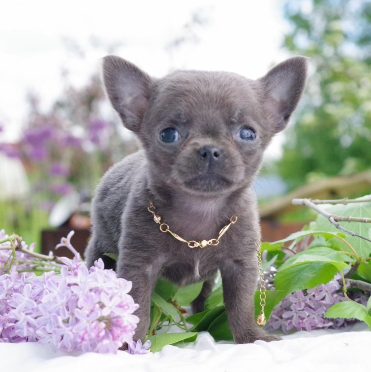 Лилово подпалый чихуахуа