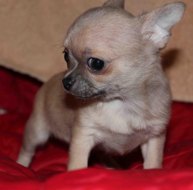 Голубо палевый чихуахуа