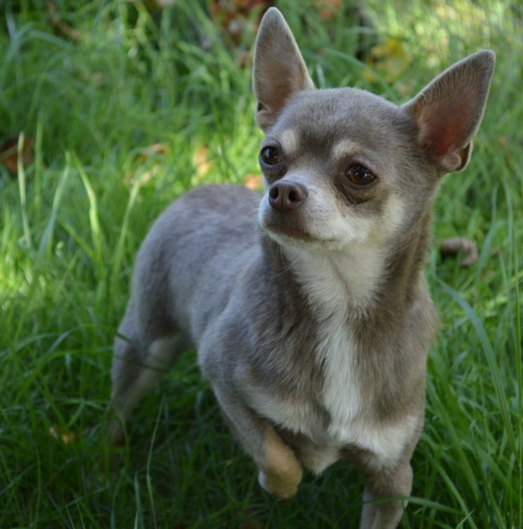 Чихуахуа тайский кобби