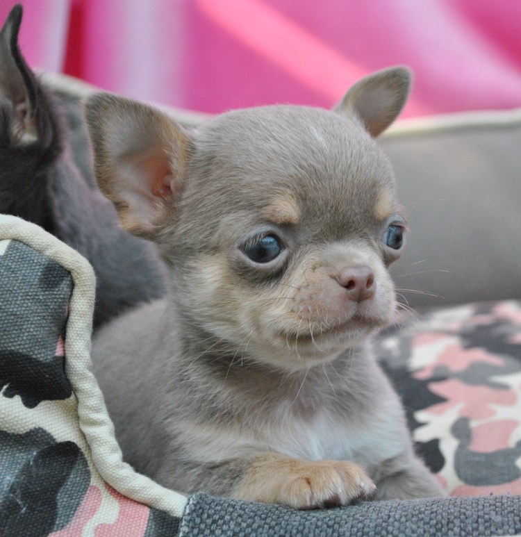 Лилово подпалый чихуахуа