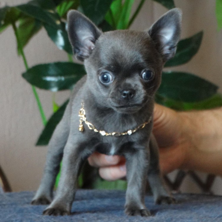 Голубой чихуахуа