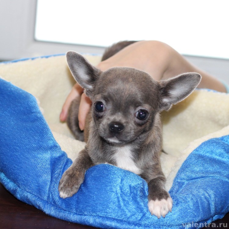 Чихуахуа кобби голубой