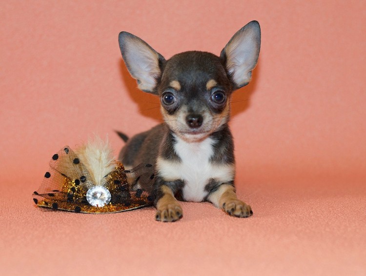 Чихуахуа шоколадно подпалый гладкошёрстный