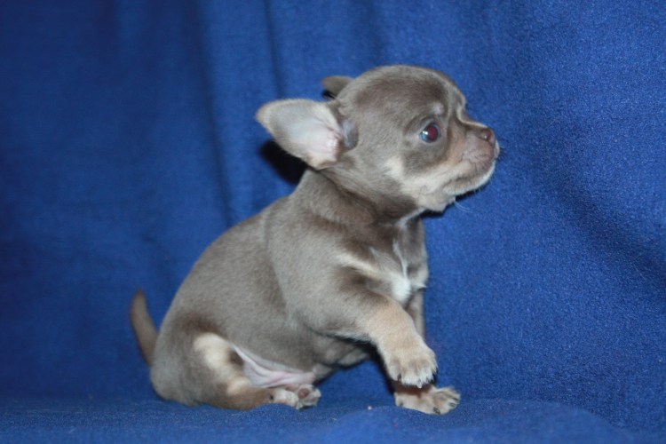 Голубо подпалый чихуахуа