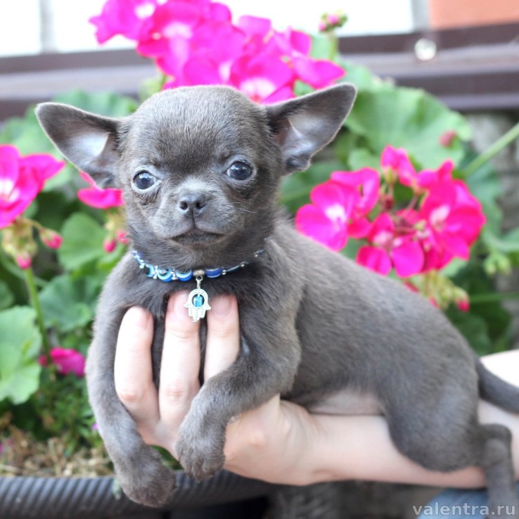 Чихуахуа голубой гладкошерстный