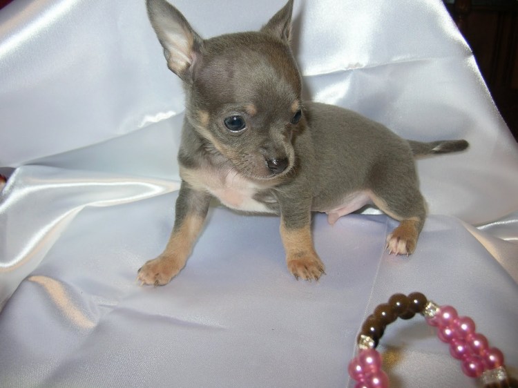 Лиловый чихуахуа короткошерстный