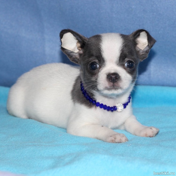 Лиловый Мерле чихуахуа