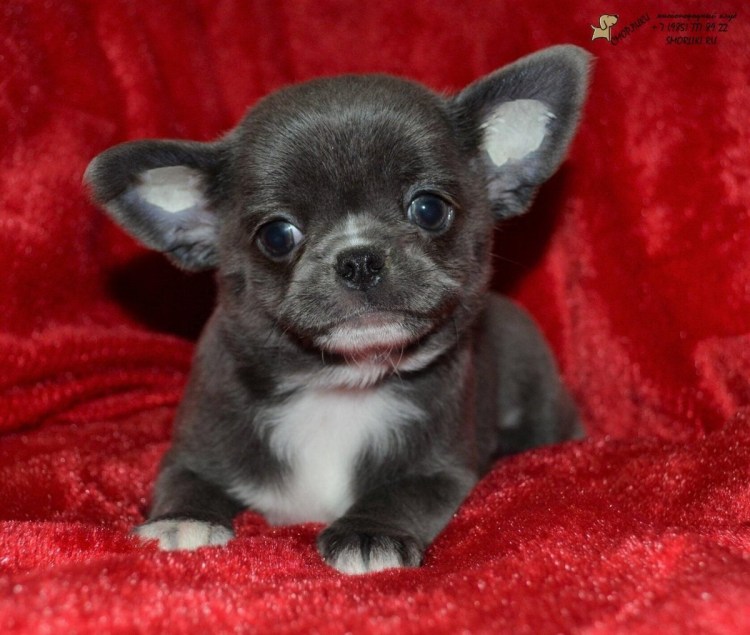 Чихуахуа мини гладкошерстные
