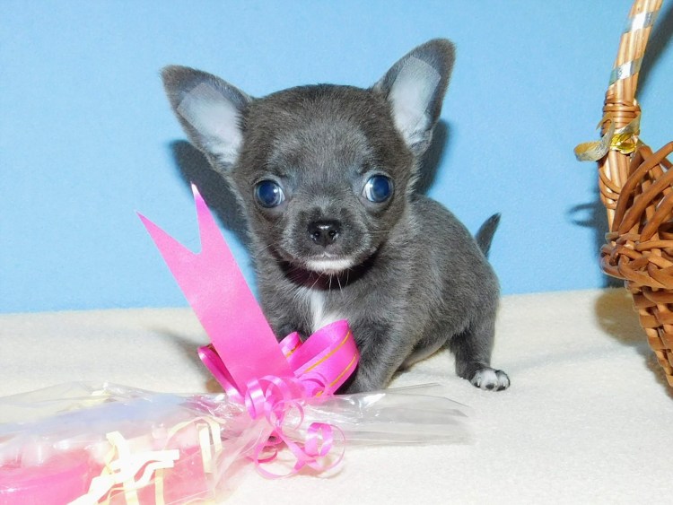 Голубой чихуахуа мини