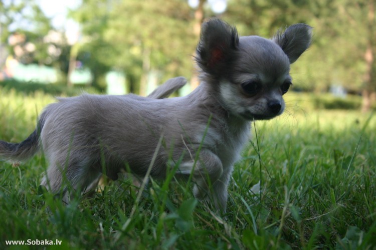 Чихуа Хуа серый