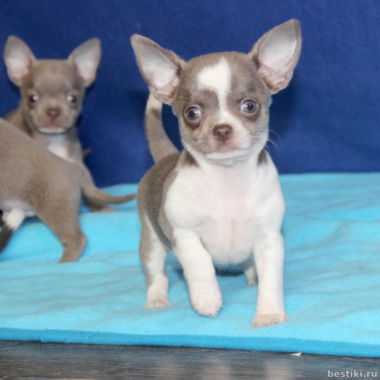 Чихуахуа голубой гладкошерстный